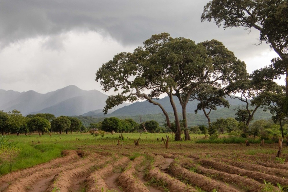 Partnering with WEForest in Mafinga Hills (Zambia)