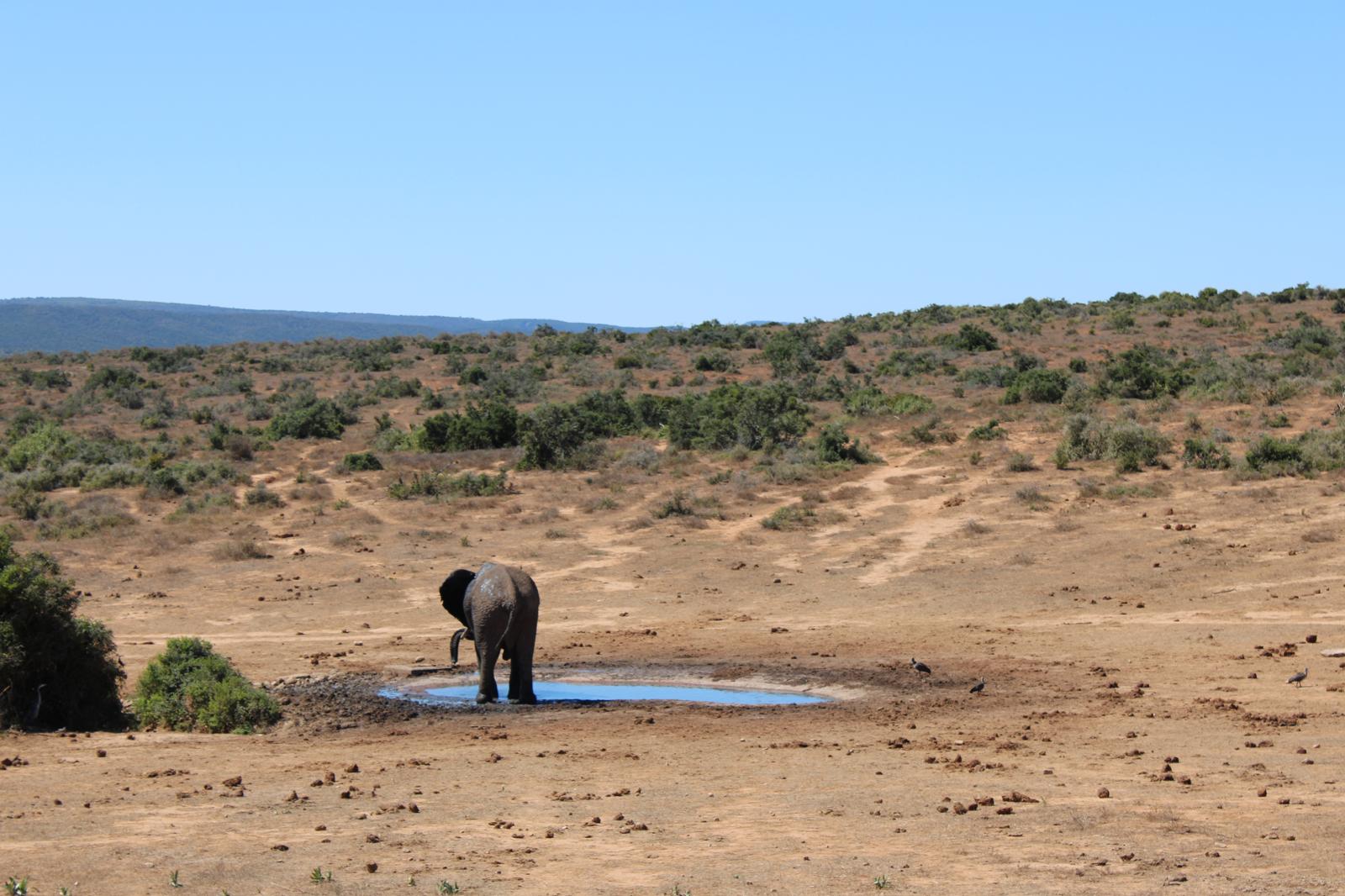 Olifant in een vlakte