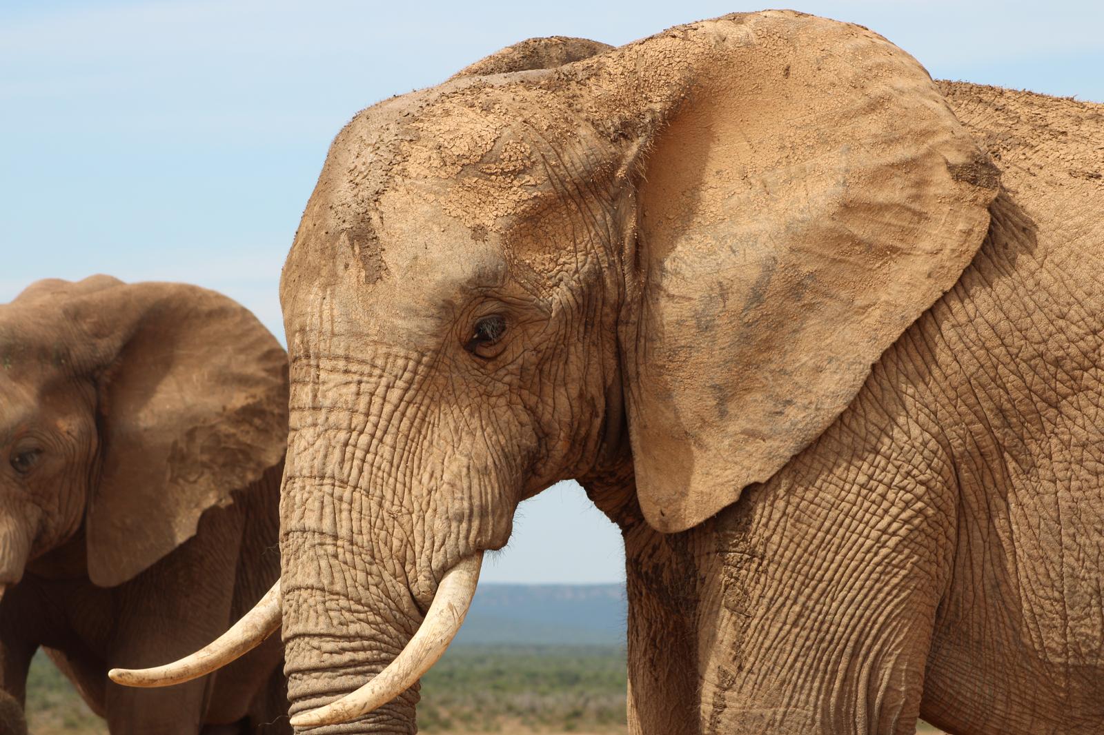 Olifanten uit het Het Addo Elephant National Park