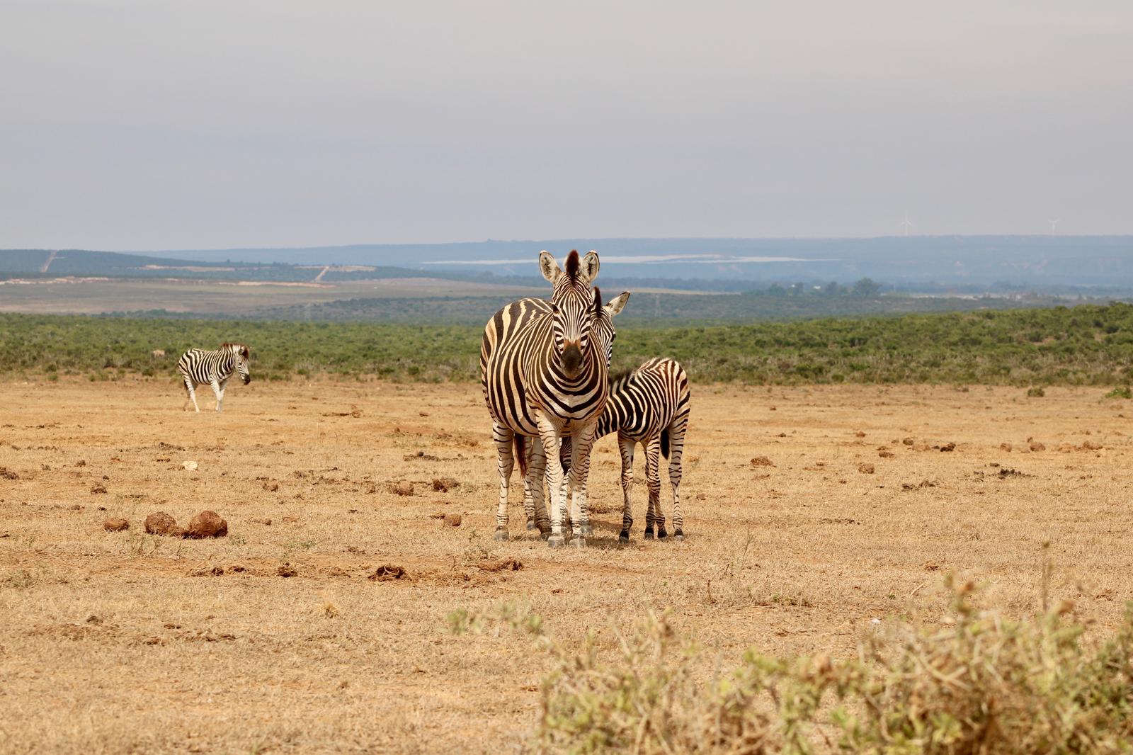 3 zebras in een vlakte