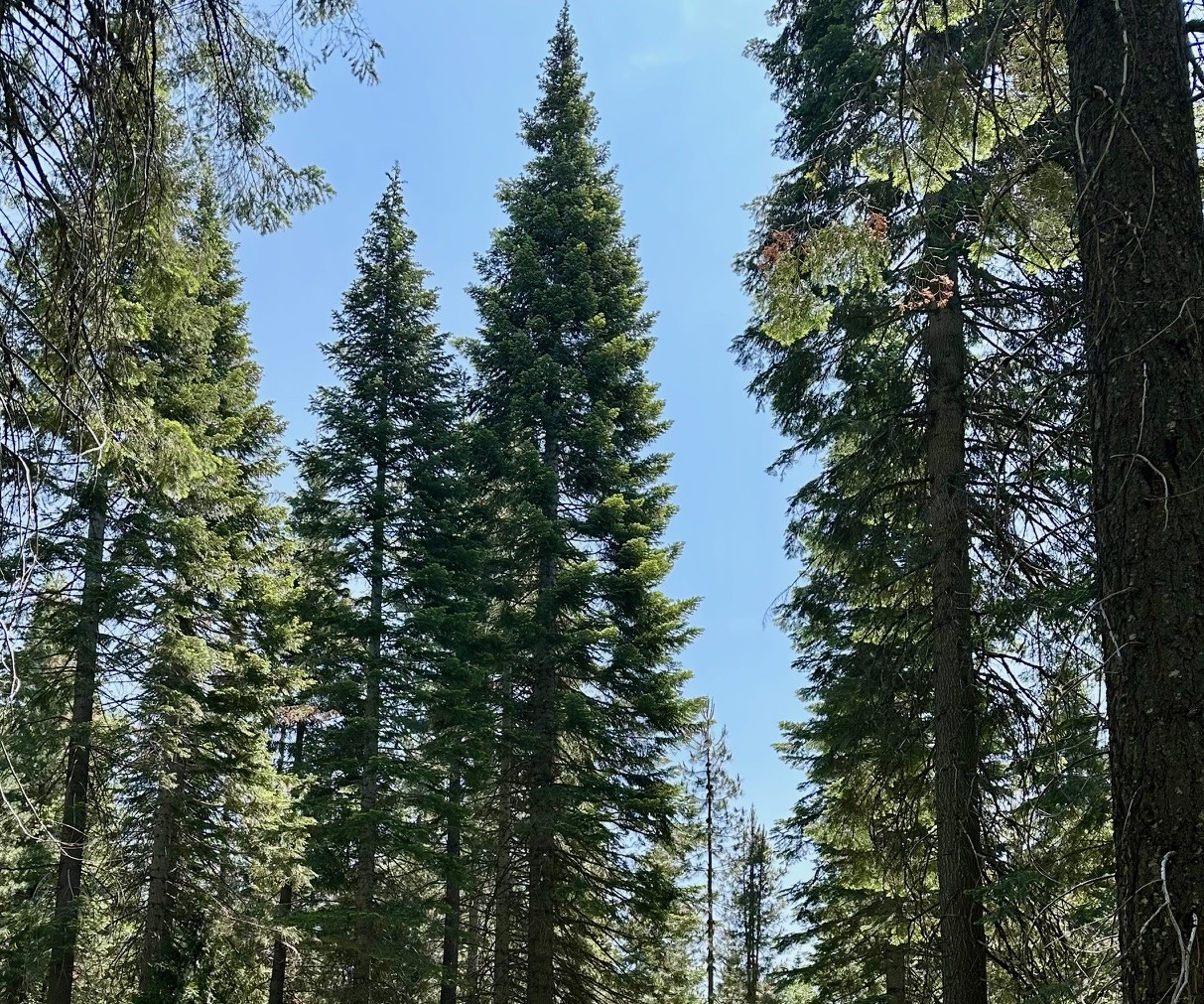 Dassen, elanden en uilen: New Forests heeft de diersoorten in zijn Californische bos nu letterlijk in beeld